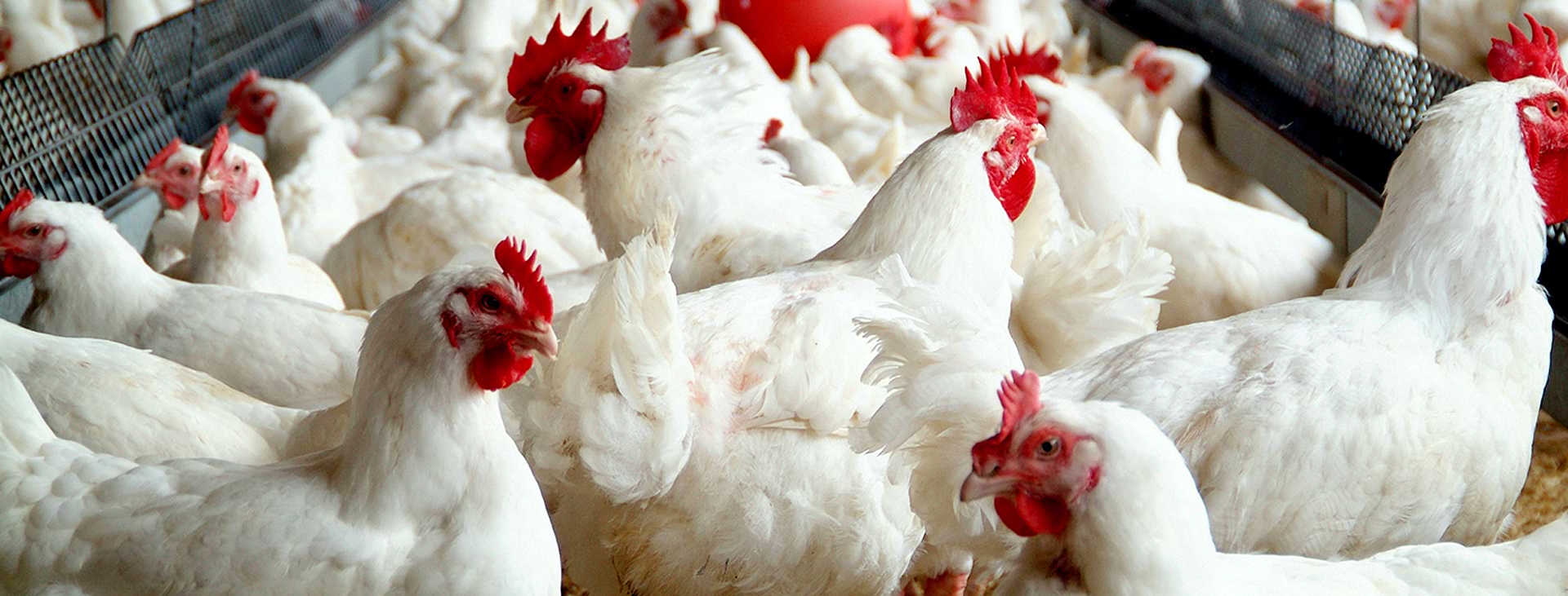 Chicken manure pellets 16-tradeinfact 
